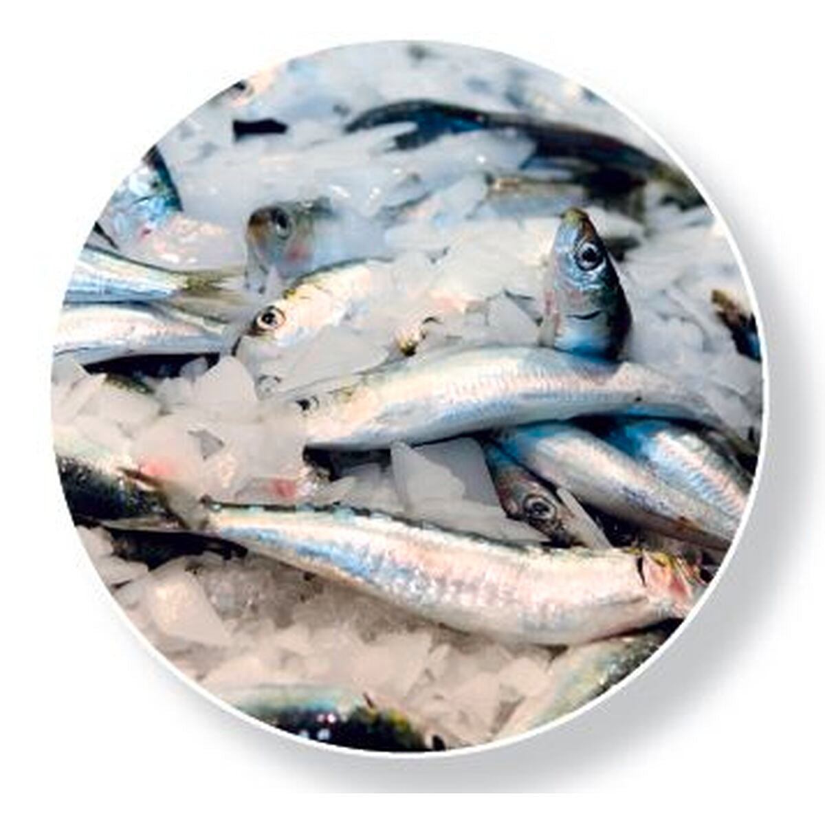 Evaporateur - Prod. (24H): 850kg - Glace à grains - CO2 - GIQ850CO2 - CODIGEL